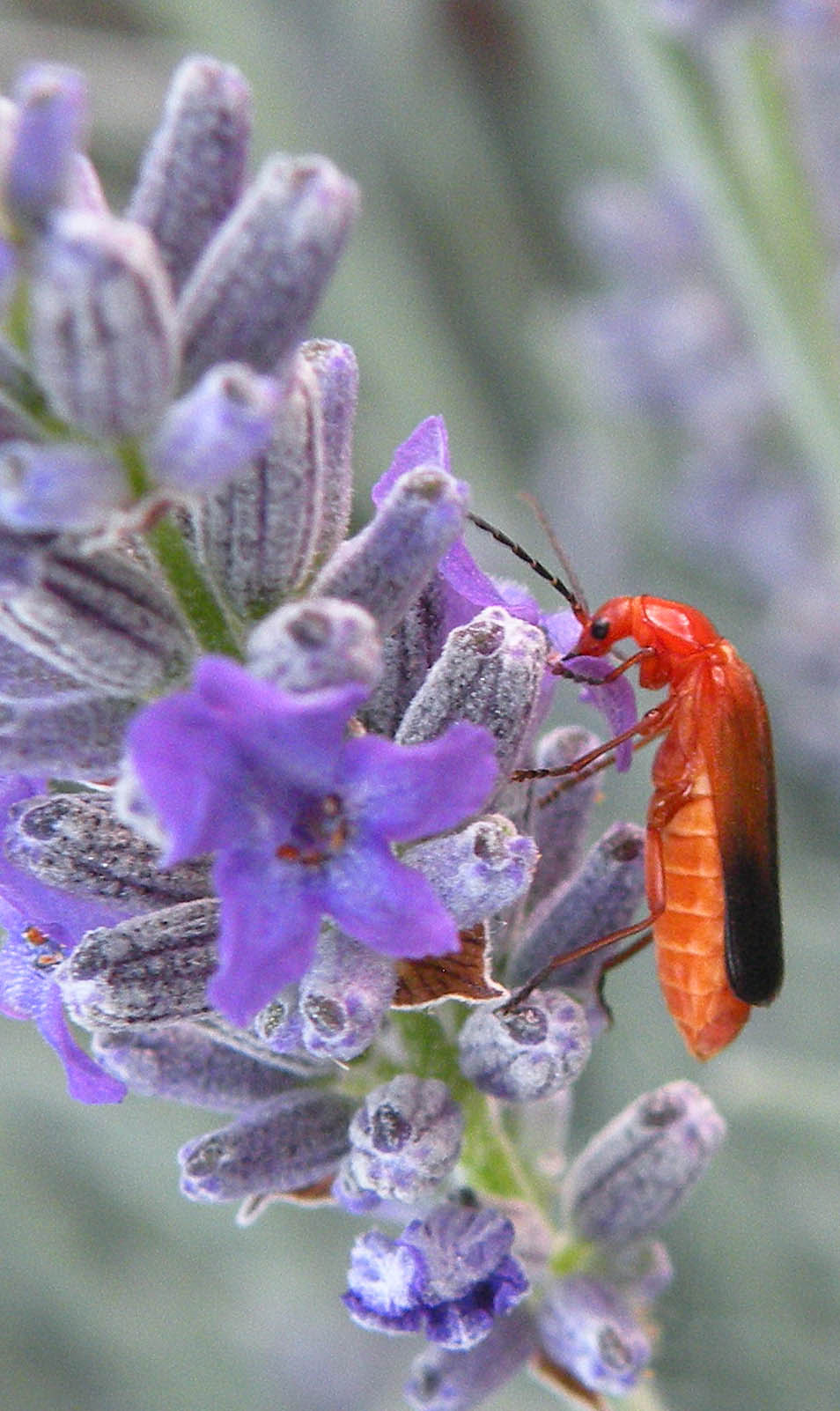 coleottero Cerambycidae? Rhagonycha fulva